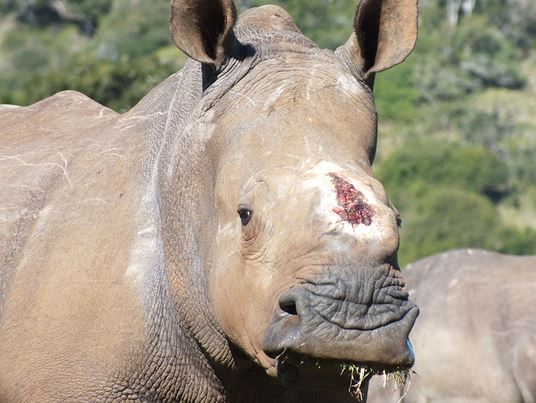 Black market rhino horn help boost DPRK weapons program